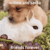 Willow Sasha GIF - Willow Sasha Bunny GIFs