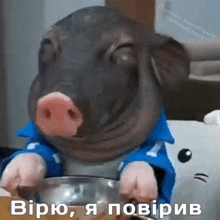 Pig свинья GIF - Pig свинья поросенок GIFs