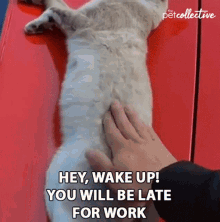 Hey Wake Up You Will Be Late For Work Hurry Up GIF