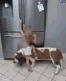 Funny Animals Help Me Get Food GIF - Funny Animals Help Me Get Food Helpful GIFs