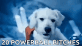 a picture of a white dog with the words 20 powerball bitches written below it