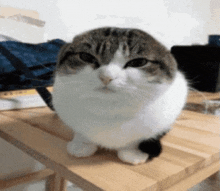 Da Cat GIF