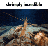 Shrimp Incredible GIF - Shrimp Incredible Krill GIFs