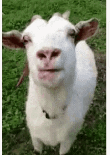 Goats Licking GIF - Goats Licking GIFs