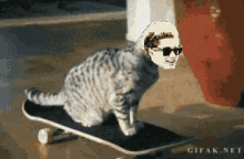 Cat GIF - Cat Skateboard Funny GIFs