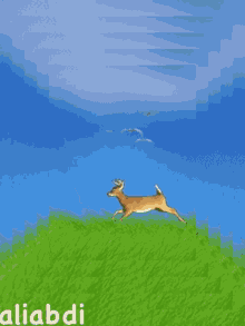 a group of deer standing in a grassy field with the name aliabdi on the bottom right