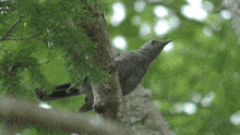 Dark Gray Bird GIF