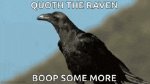 Crow Bird GIF - Crow Bird GIFs
