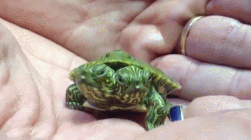 Two-headed Turtle GIF - Animals Turtle Cute - Discover & Share GIFs
