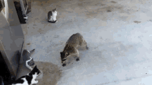 You'Ll Never Catch Me, Copper! GIF - Raccon Cat Food GIFs