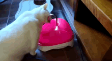 a white cat is drinking water from a pink heart shaped water fountain
