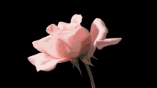 Pink Rose GIF