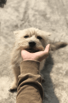 a person is petting a small white dog
