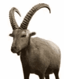 Capricorn Zodiac GIF - Capricorn Zodiac Goat GIFs