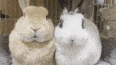 two rabbits are sitting next to each other in a cage and looking at the camera