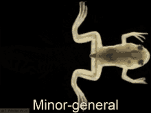frog minorgeneral