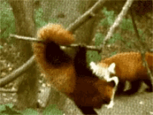 Red Panda Grab GIF