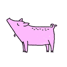 kstr kochstrasse pig smelling animal