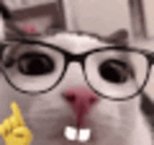 Acctually-blinky-cat GIF - Acctually-blinky-cat GIFs