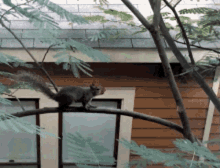 Squirrel Tree GIF - Squirrel Tree Jump GIFs