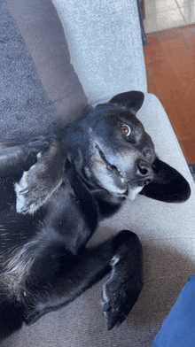Shadow Dog GIF - Shadow Dog Woof GIFs
