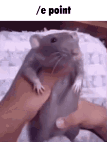 Rat Rat Dancing GIF - Rat Rat Dancing Roblox GIFs