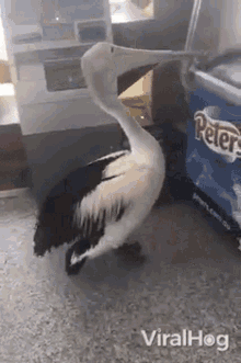 Pelican Viralhog GIF - Pelican Viralhog Feeding GIFs