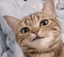 Cat Smile GIF - Cat Smile Smug GIFs