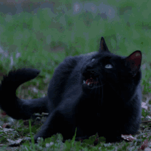 Laughing Funny GIF - Laughing Funny Cat GIFs