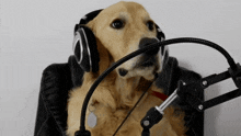 a dog wearing headphones and a microphone looks like it is talking into it