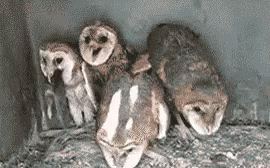 Owls Owl GIF - Owls Owl Creepy - Discover & Share GIFs