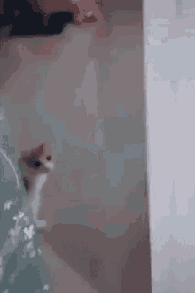 Cat Aga GIF - Cat Aga Wiggle GIFs