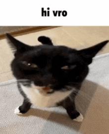 a black and white cat is standing on its hind legs on a carpet .