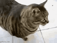 Cat Fat GIF - Cat Fat Fatcat GIFs