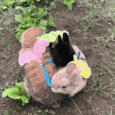 Poley Bunnies Poley Bunny GIF - Poley Bunnies Poley Poley Bunny GIFs