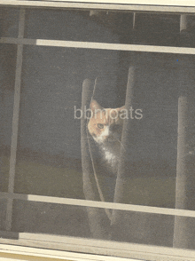 a cat is looking out of a screened in window with bbmcats written on the bottom right