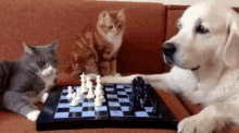 игра в шахматы собаки и кошек GIF - Cats Dog Playing GIFs