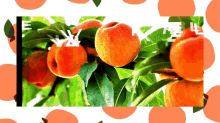 Peaches Shake GIF - Peaches Shake Tree GIFs