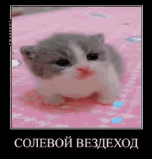 Salt Cat GIF