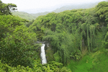 a waterfall in the middle of a lush green jungle