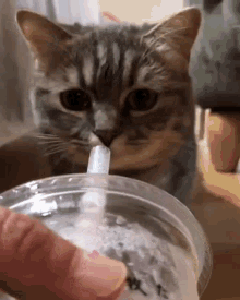 Cat Cute Cat GIF - Cat Cute Cat Cat Drinking GIFs