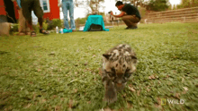 Exploring Snow Leopard Day GIF - Exploring Snow Leopard Day Indias Wild Leopards GIFs