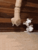 a cat and a kitten are playing with each other on a rope .