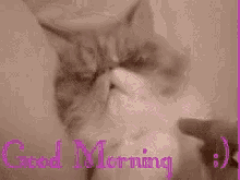 Good Morning Stretch GIF - Good Morning Stretch Kittens GIFs