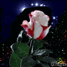 Rose Glitter GIF - Rose Glitter Beautiful GIFs