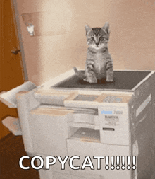 Cat Photocopier GIF