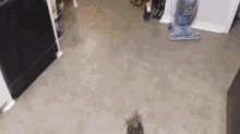 Dog Scared Of Pineapple  GIF - Dog Pinapple Scared GIFs