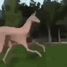 Nice Horse GIF - Nice Horse Running GIFs