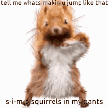 squirrel squirrel dance dance simp pants