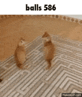 two kittens are standing next to each other on a rug in a maze .